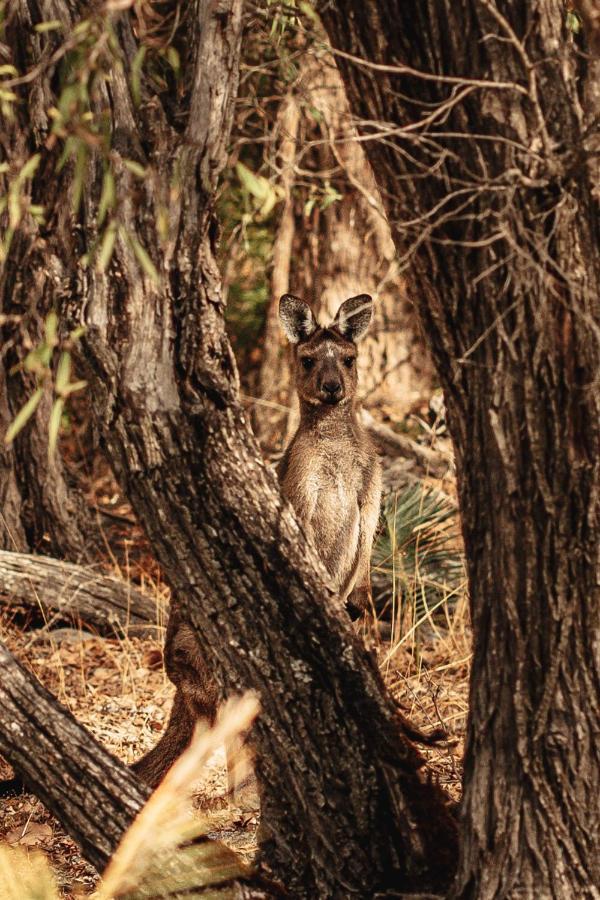 Bussells Bushland Cottages Margaret River Екстер'єр фото
